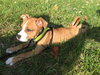 Frankie (female)