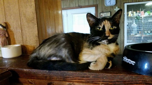 Shawnee