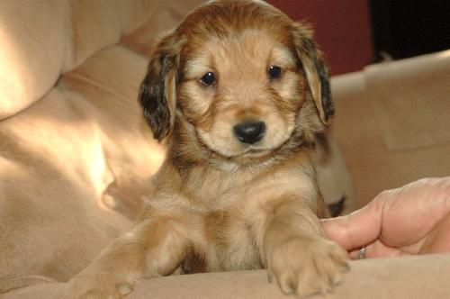 Lola 