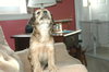 Lola 