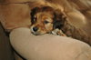 Buster
