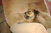 Buster