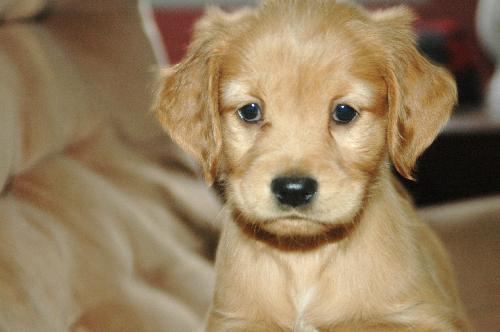 Ginger