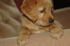 Ginger