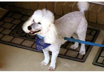 Buddy the Poodle