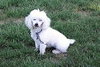 Buddy the Poodle