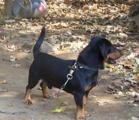 Toby 2