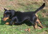 Toby 2