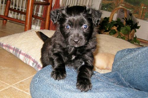 Duke Adopton Pending