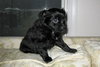 Duke Adopton Pending