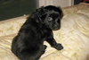Duke Adopton Pending
