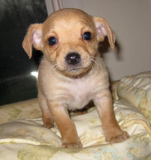 Dewey Adoption Pending