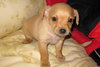 Dewey Adoption Pending