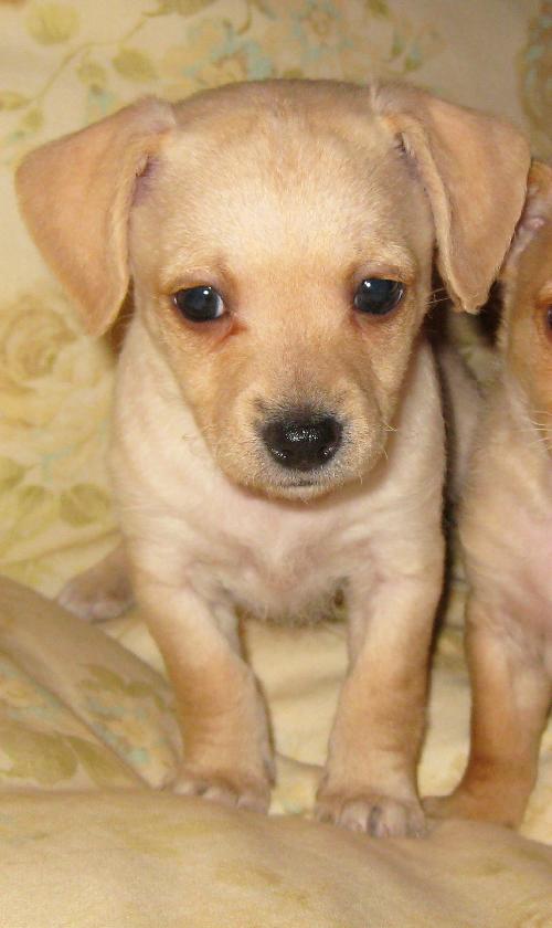 Dolly