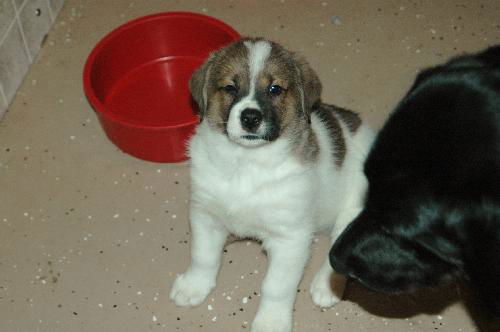 Madox