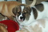 Madox