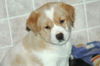 Mackenze