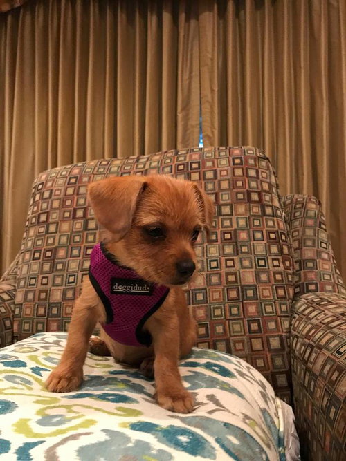 Dixie