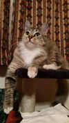 Jolene