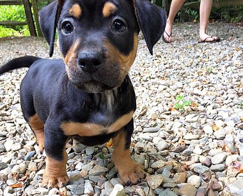 Franklin