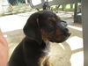 Petunia