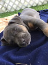 Fiona