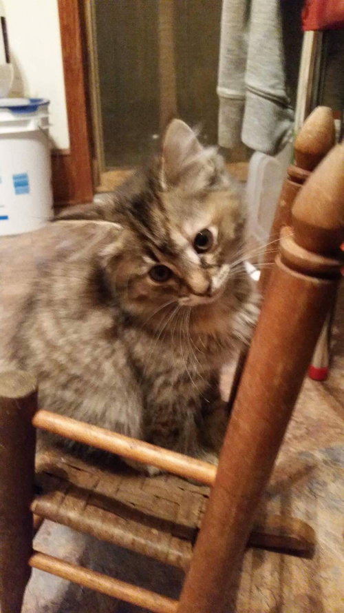 Moana aka Bella