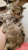 Moana aka Bella