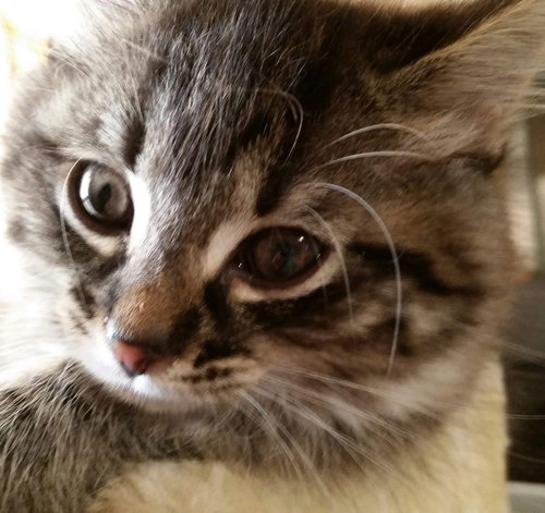 HeiHei