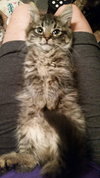 HeiHei