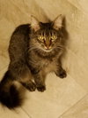 Sophie