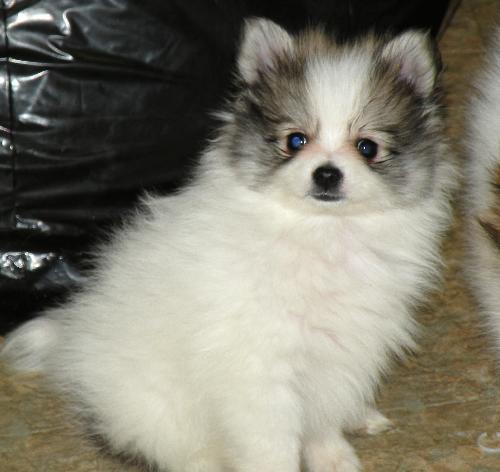 Gideon 