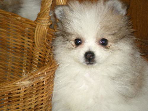 Phoebe