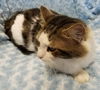 Jazzpurr
