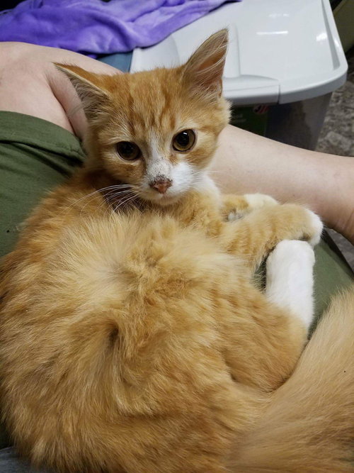 Simon