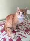 Simon
