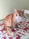 Simon