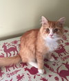 Simon