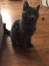 Catori