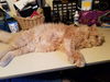 Jellybean