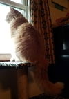 Jellybean