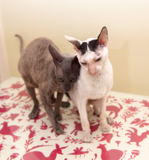 Spottie and Charlie