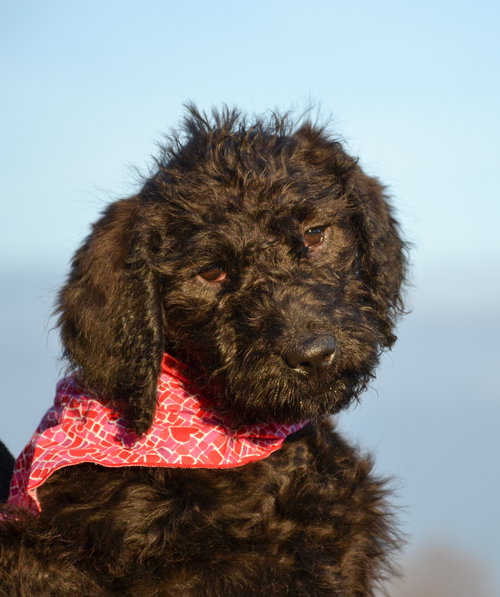 Skye