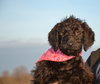 Skye