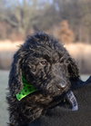 Marshall