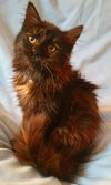 Tansy