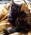 Tansy