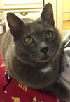Diamond - lap cat!!