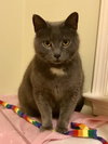 Diamond - lap cat!!