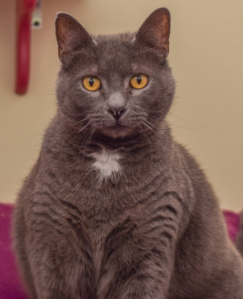 Diamond - lap cat!!